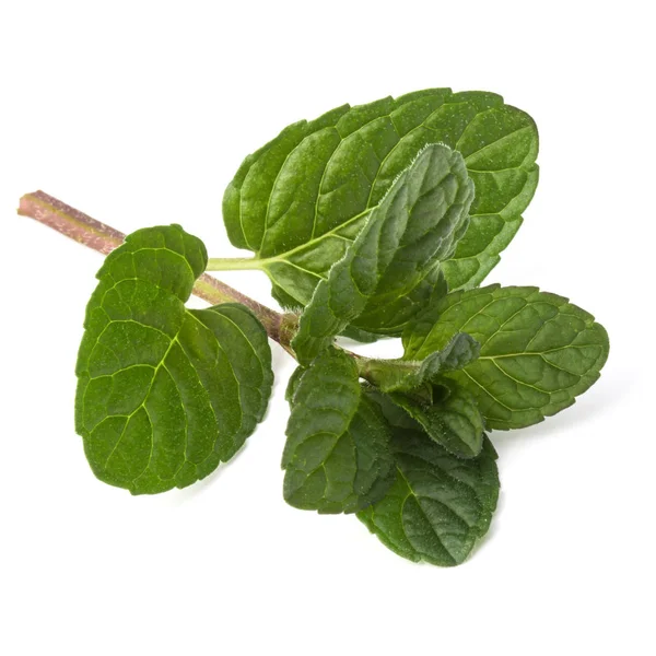 Fresh mint herb leaves — Stock Photo, Image