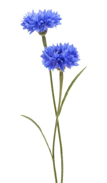 Blauwe Korenbloem kruid — Stockfoto