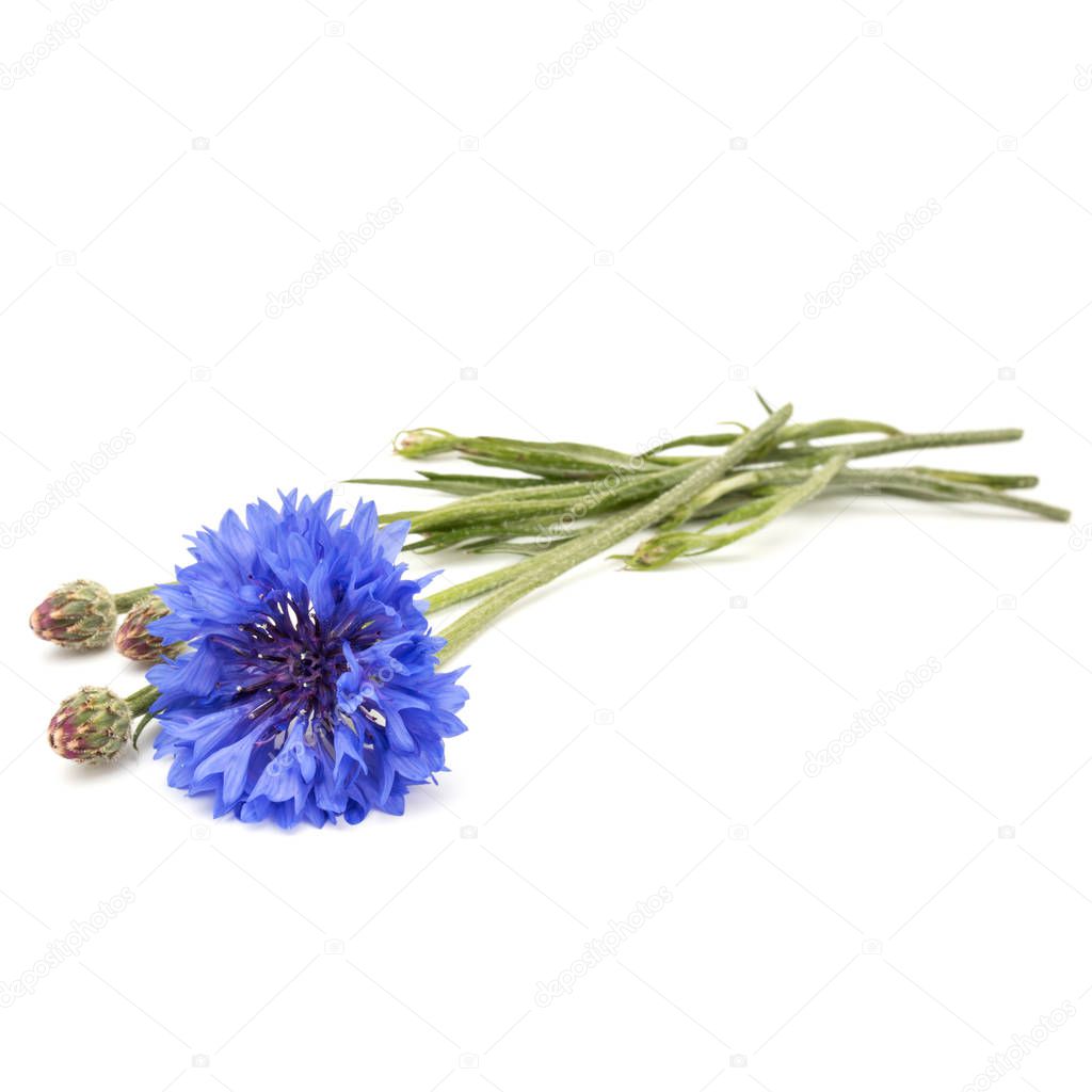 Blue Cornflower Herb