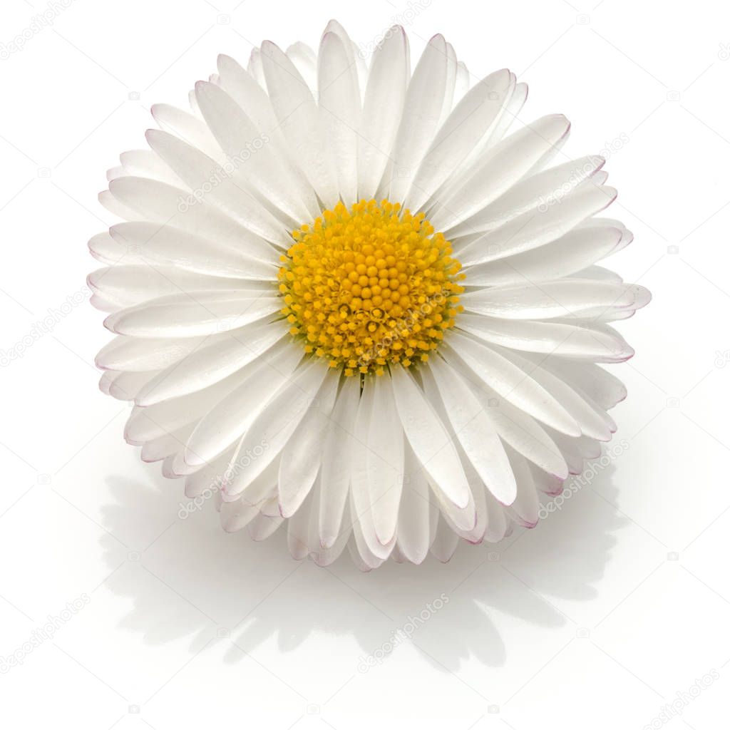 Single daisy flower 