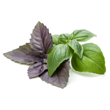 yeşil ve kırmızı fesleğen bitki yaprakları