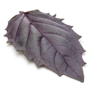 taze kırmızı fesleğen bitki yaprak