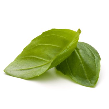 İki yeşil fesleğen bitki yaprakları