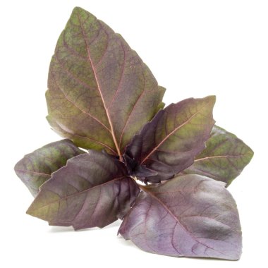  taze kırmızı fesleğen bitki yaprakları