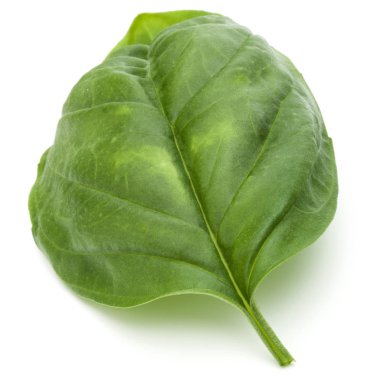 bir yeşil fesleğen bitki yaprağı