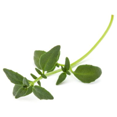 kekik taze ot Şubesi 