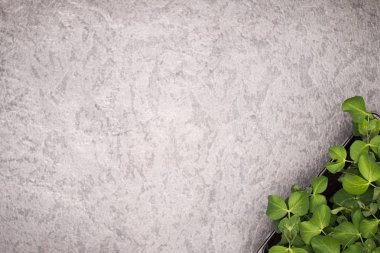 Tatlı bezelye bitki tencerede rustik arka plan üzerinde bırakır. Sağlıklı eati