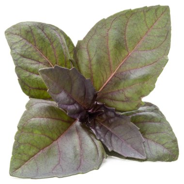  taze kırmızı fesleğen bitki yaprakları