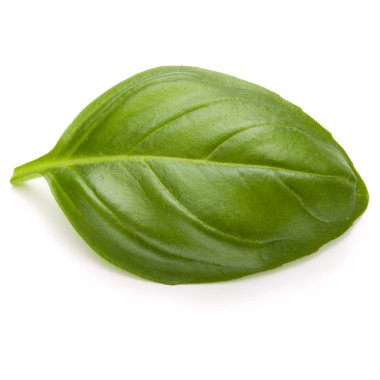 bir yeşil fesleğen bitki yaprağı