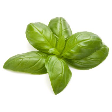 taze yeşil fesleğen bitki yaprakları