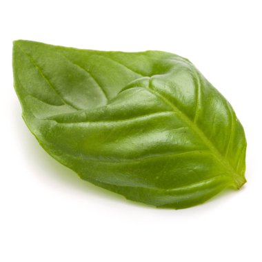 bir yeşil fesleğen bitki yaprağı