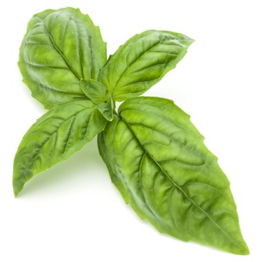 taze yeşil fesleğen bitki yaprakları