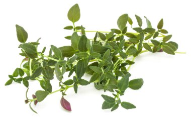 kekik taze ot Şubesi 