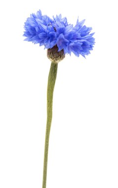 Mavi Peygamber Çiçeği Herb 