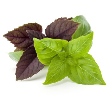 yeşil ve kırmızı fesleğen bitki yaprakları