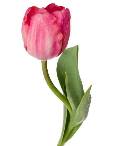 Один розовый цветок тюльпана — стоковое фото