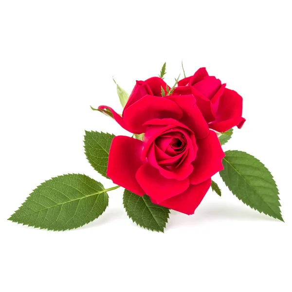 Bukiet czerwony kwiat róży — Zdjęcie stockowe