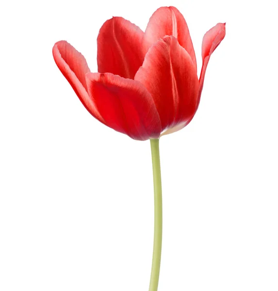 Röd tulpan blomknopp — Stockfoto