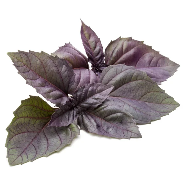 紫の濃いオパール バジルの葉 — ストック写真
