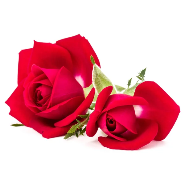 红玫瑰鲜花花束 — 图库照片