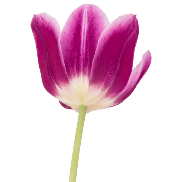 Botão de flor de tulipa lilás — Fotografia de Stock