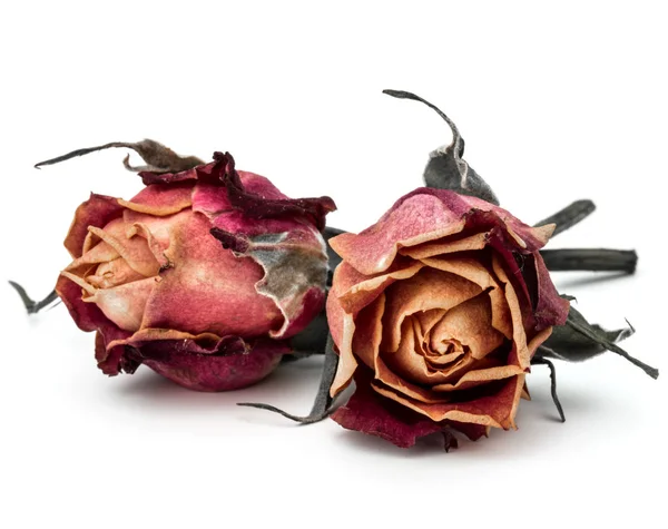 Tørkede roseblomsterknopper – stockfoto