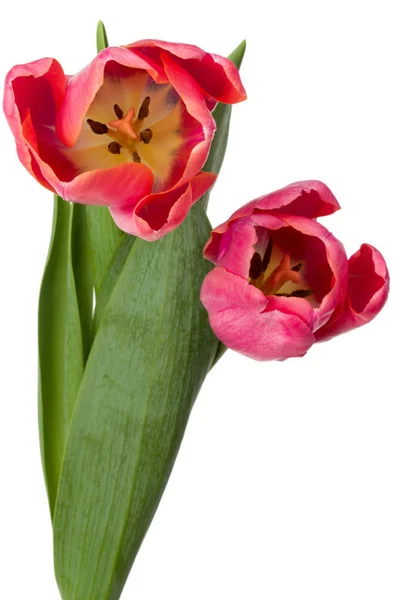 Duas flores de tulipa rosa — Fotografia de Stock