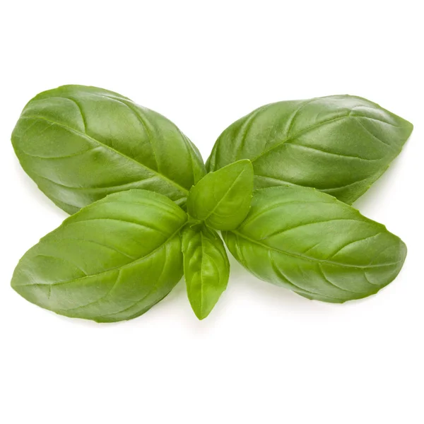 Čerstvé zelené bazalky bylinkový listy — Stock fotografie