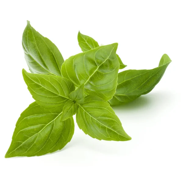 Verse groene basilicum kruid — Stockfoto
