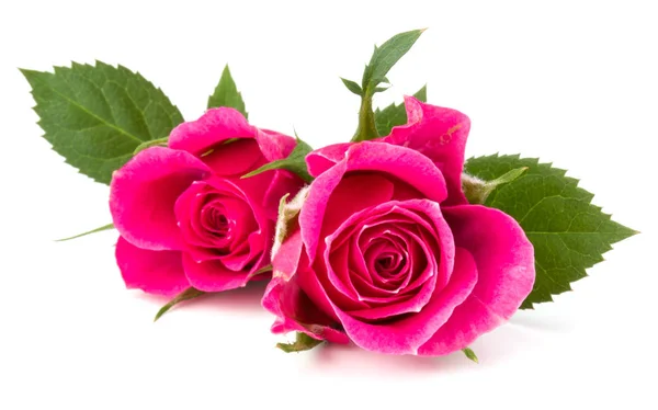 Ροζ ροδαλό λουλούδι μπουκέτο — Φωτογραφία Αρχείου