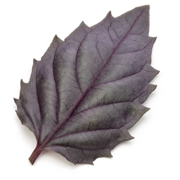 Feuille d'herbe de basilic rouge frais — Photo