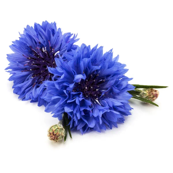 Azul Cornflower botões de ervas — Fotografia de Stock