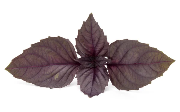 Primer plano plano de estudio de hojas de hierba de albahaca roja fresca aislada en —  Fotos de Stock