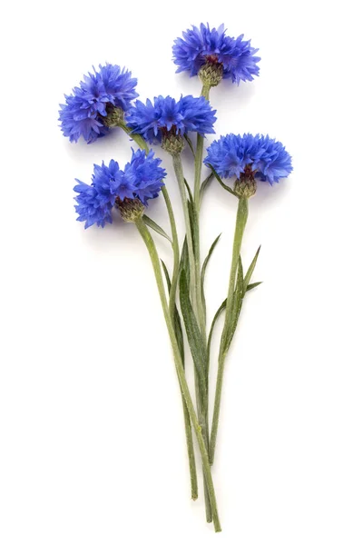 Blauwe Korenbloem bloemboeket — Stockfoto