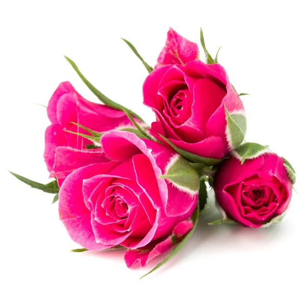 Roze roze bloemboeket — Stockfoto