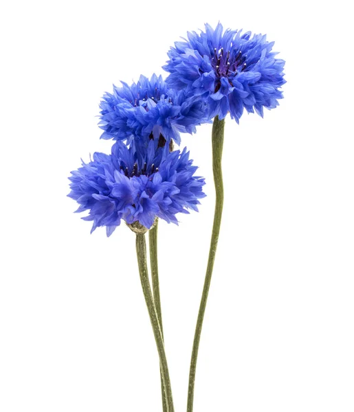 Blauwe Korenbloem bloemboeket — Stockfoto