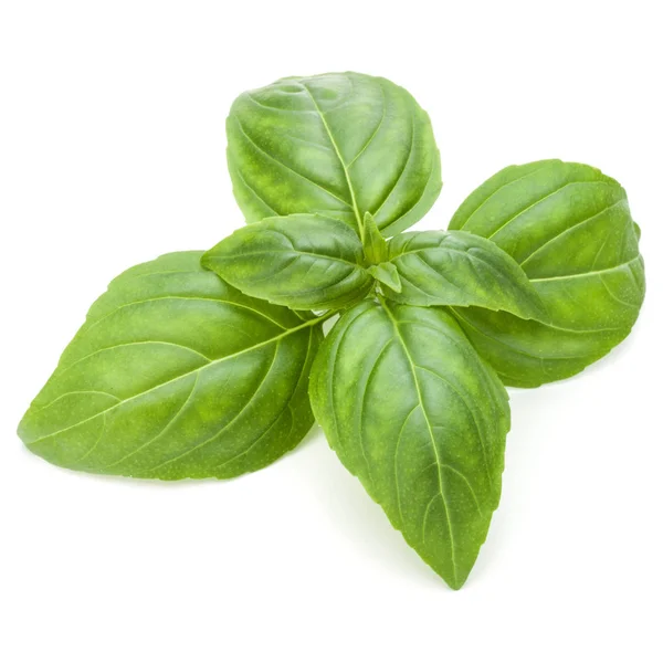 Daun herbal kemangi hijau segar — Stok Foto