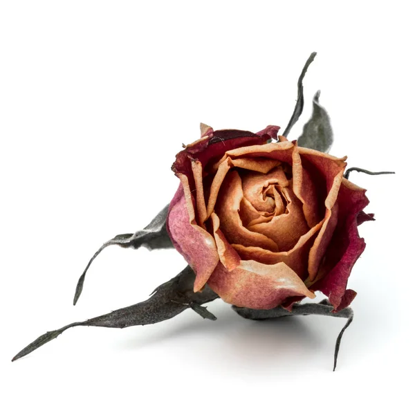 말린된 장미 꽃 봉 오리 — 스톡 사진