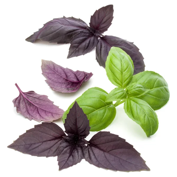 Green and red basil herb leaves — Stock Photo, Image