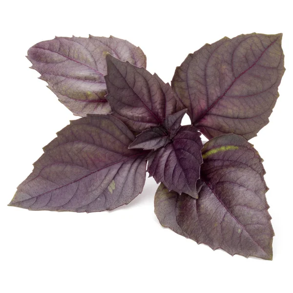 Púrpura escuro Opal Basil folhas — Fotografia de Stock