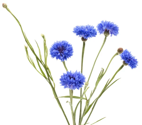 Blauer Kornblumenstrauß — Stockfoto