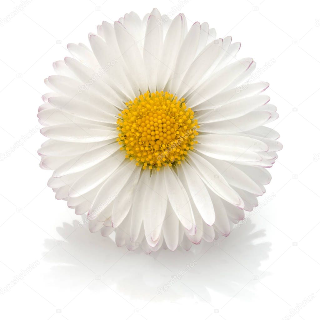 Beautiful single daisy flower 