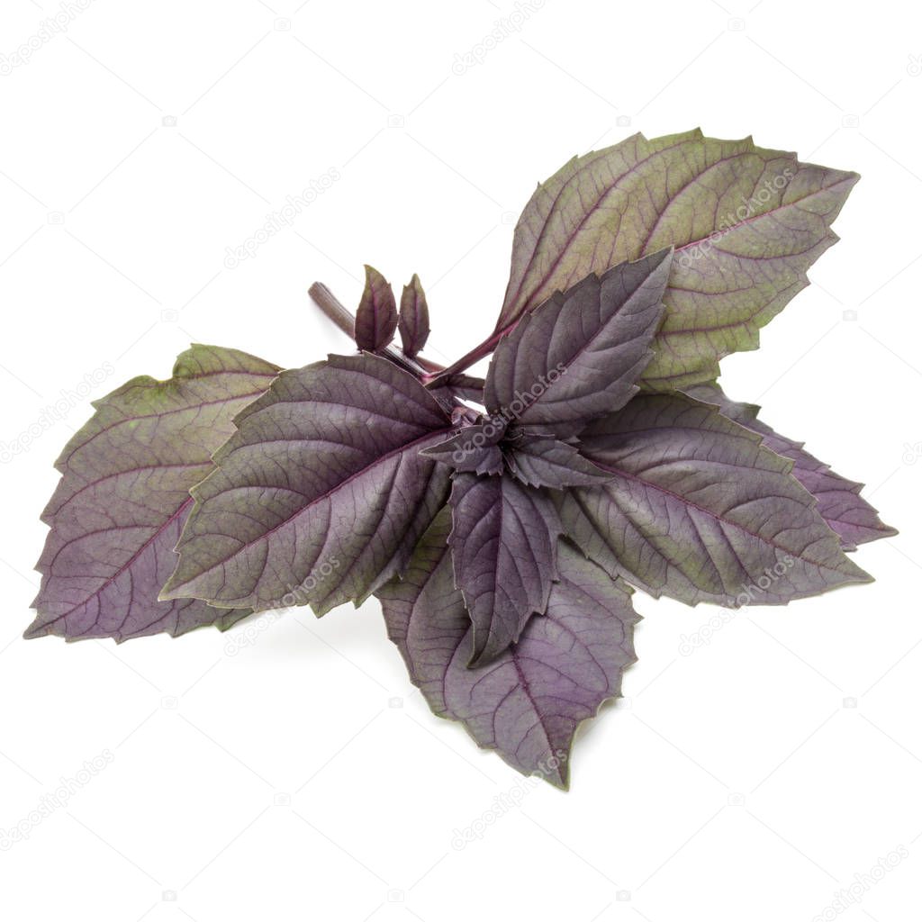 branch of red basil herb leaves 