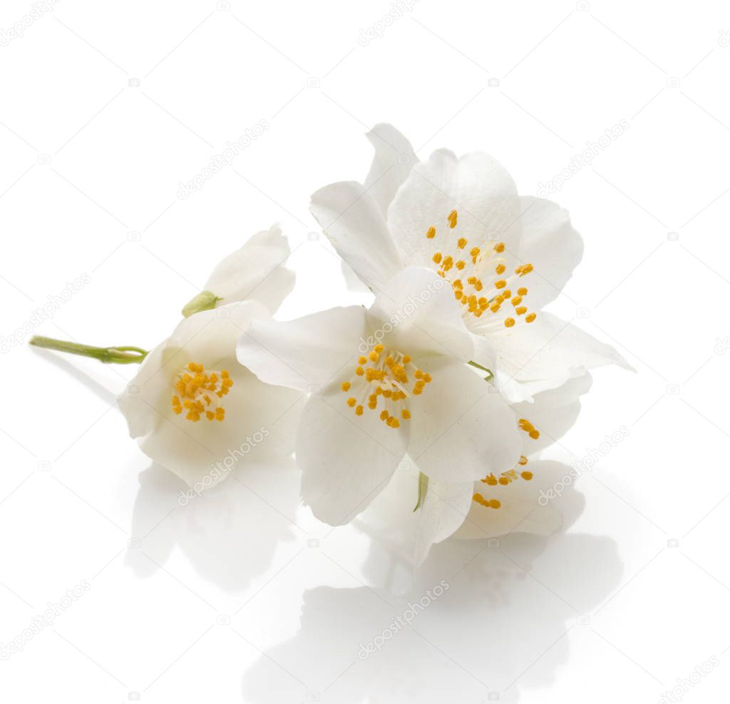 bunch of fragrant jasmine flowers