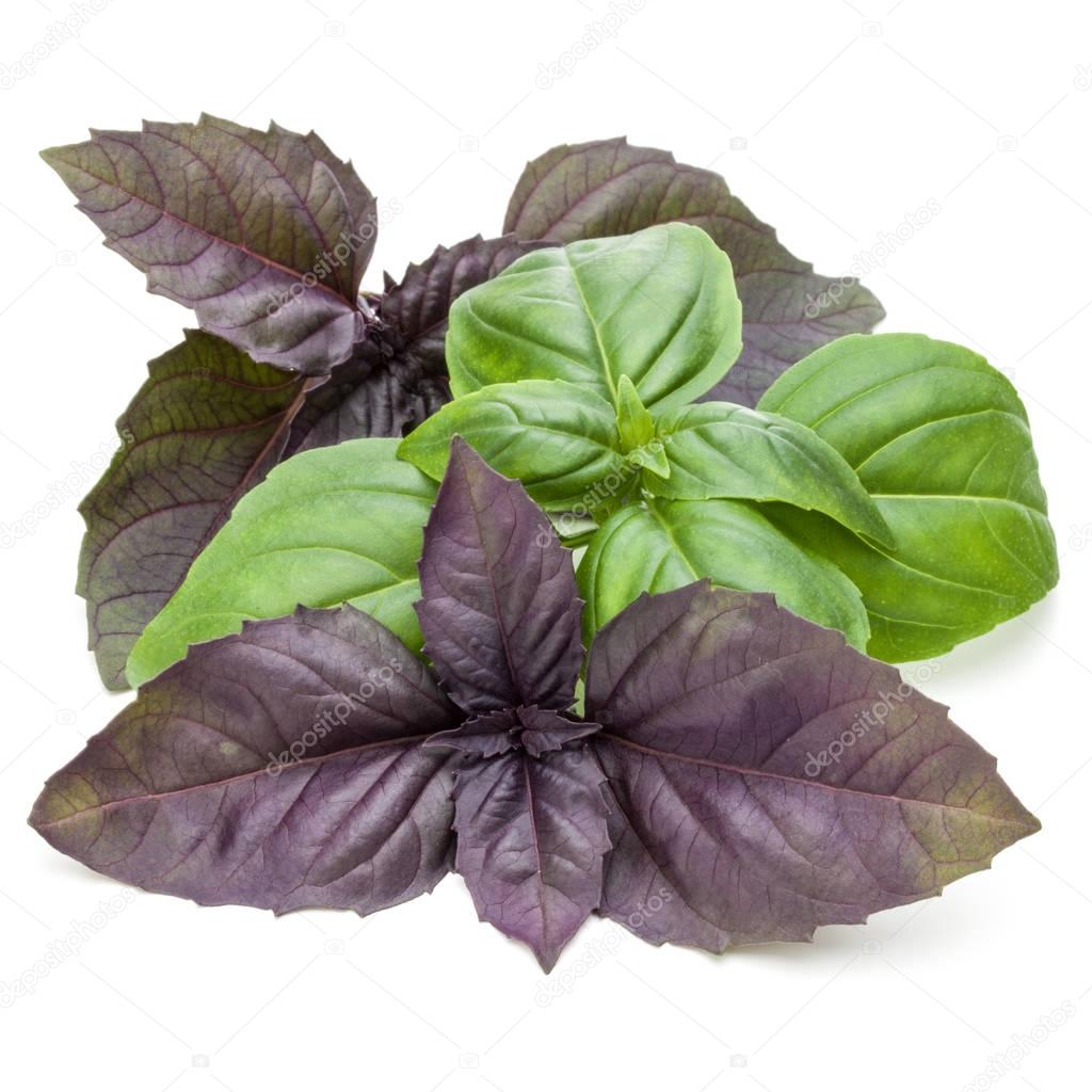 green and red basil herb leaves