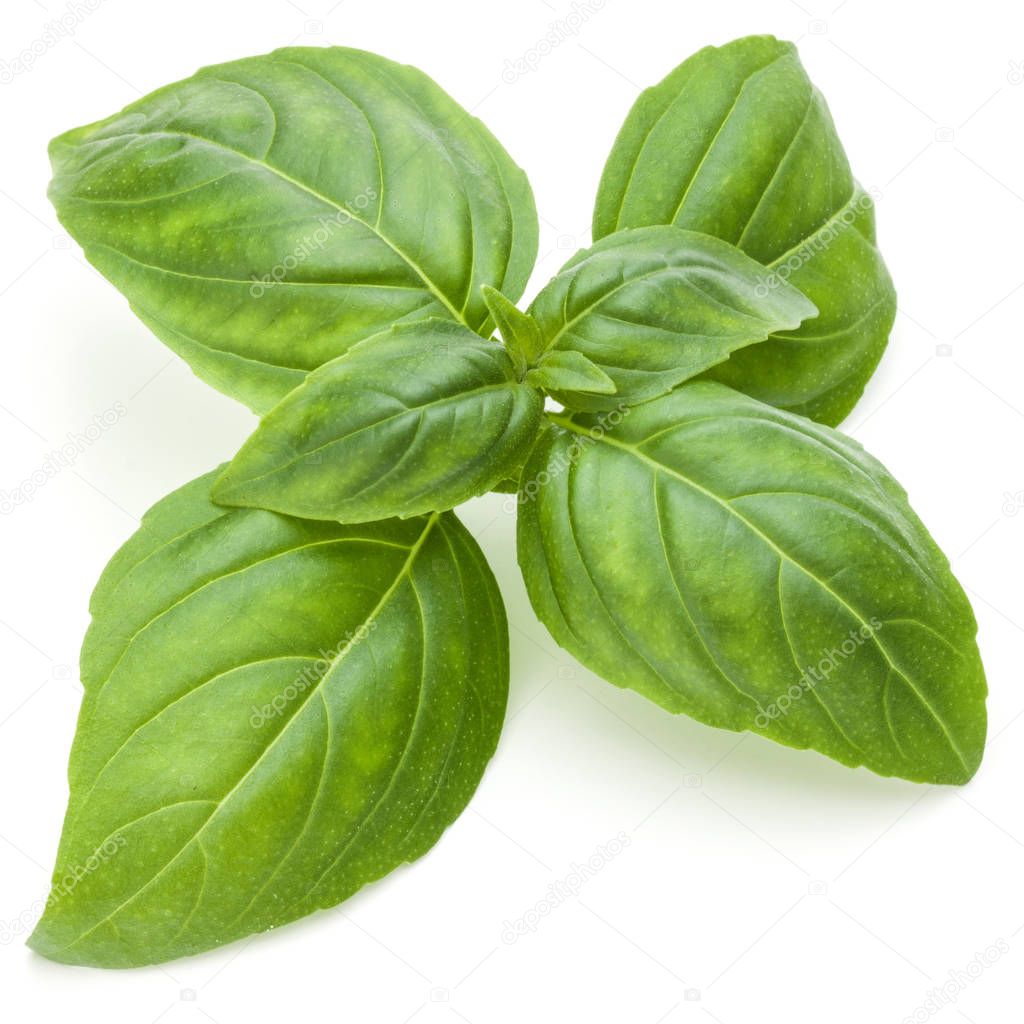 fresh green basil herb leaves