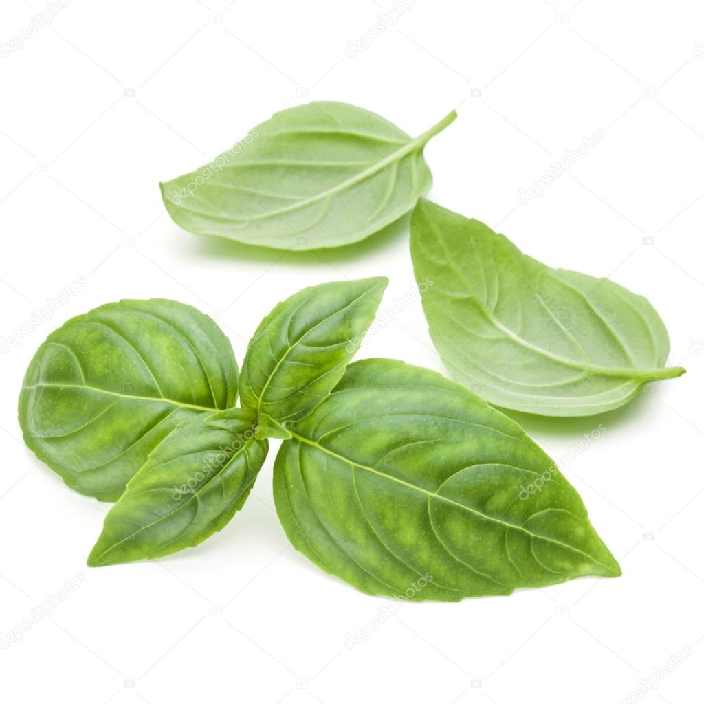 fresh green basil herb leaves