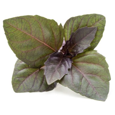 Kırmızı fesleğen bitki yaprakları