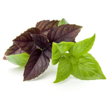 yeşil ve kırmızı fesleğen bitki yaprakları 