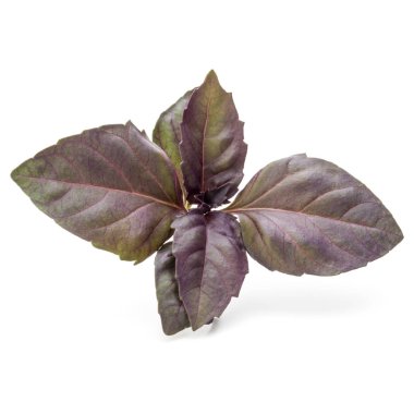 Kırmızı fesleğen bitki yaprakları